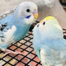 ポイントGET🩷セキセイインコフェア始まりました〜！