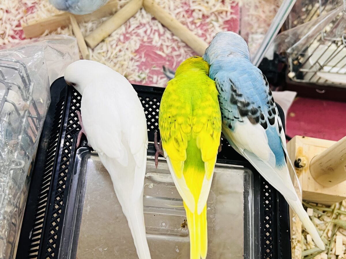 説明画像です