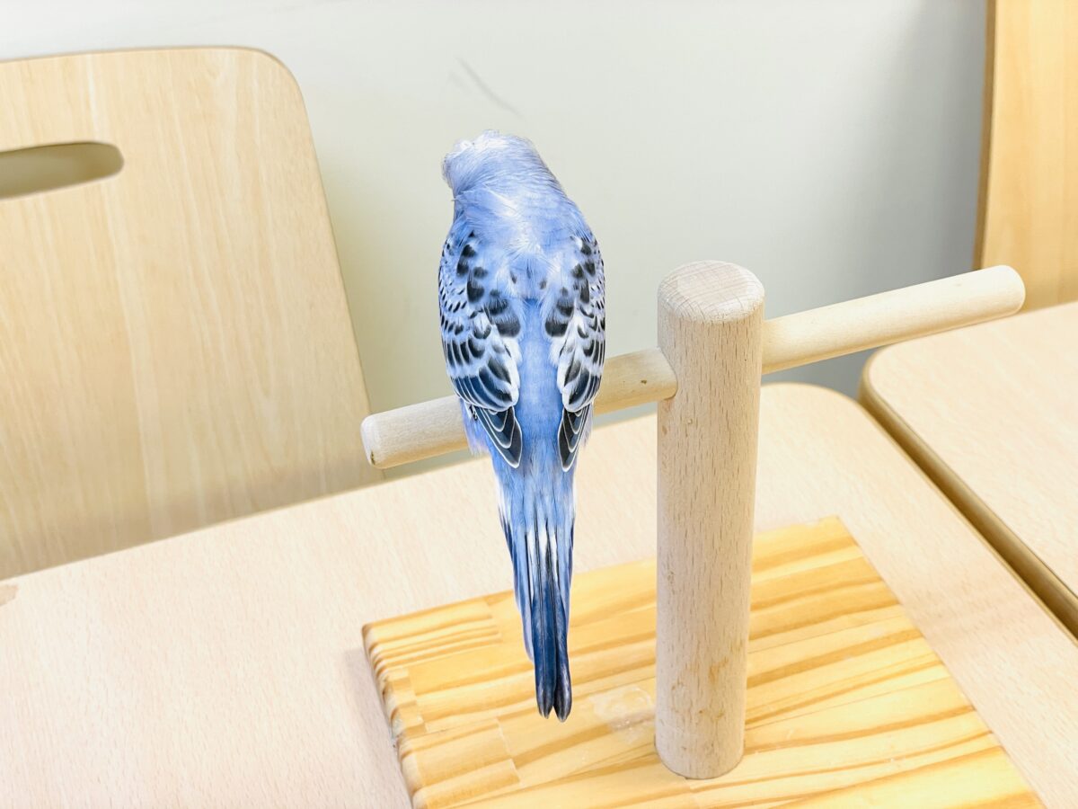 梵天セキセイインコ