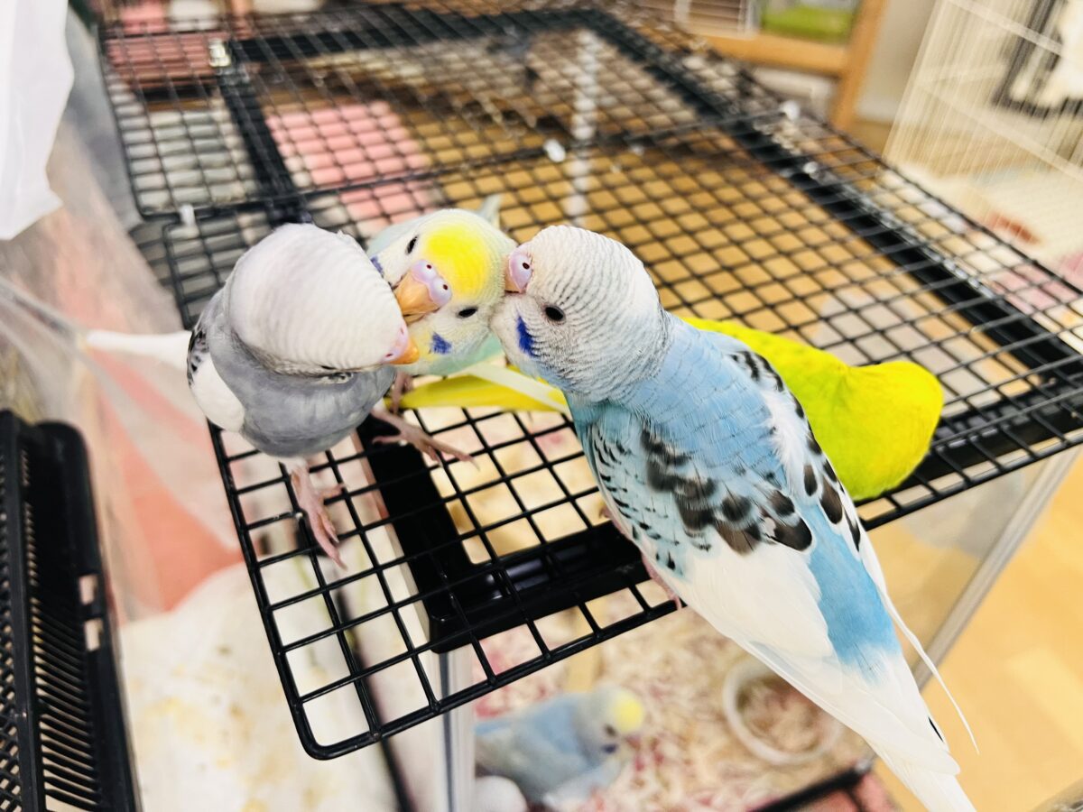 セキセイインコ
