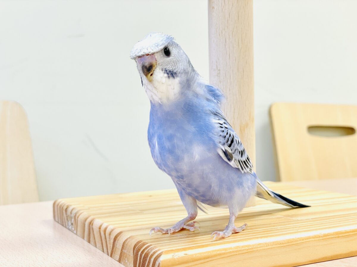 梵天セキセイインコ