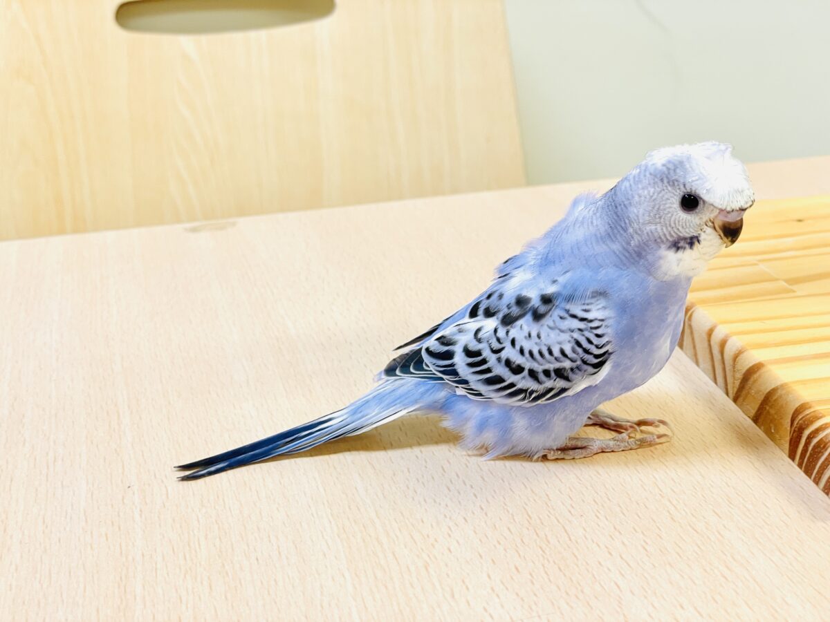 梵天セキセイインコ