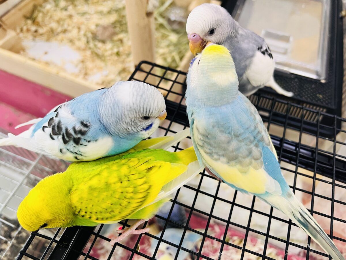 セキセイインコ