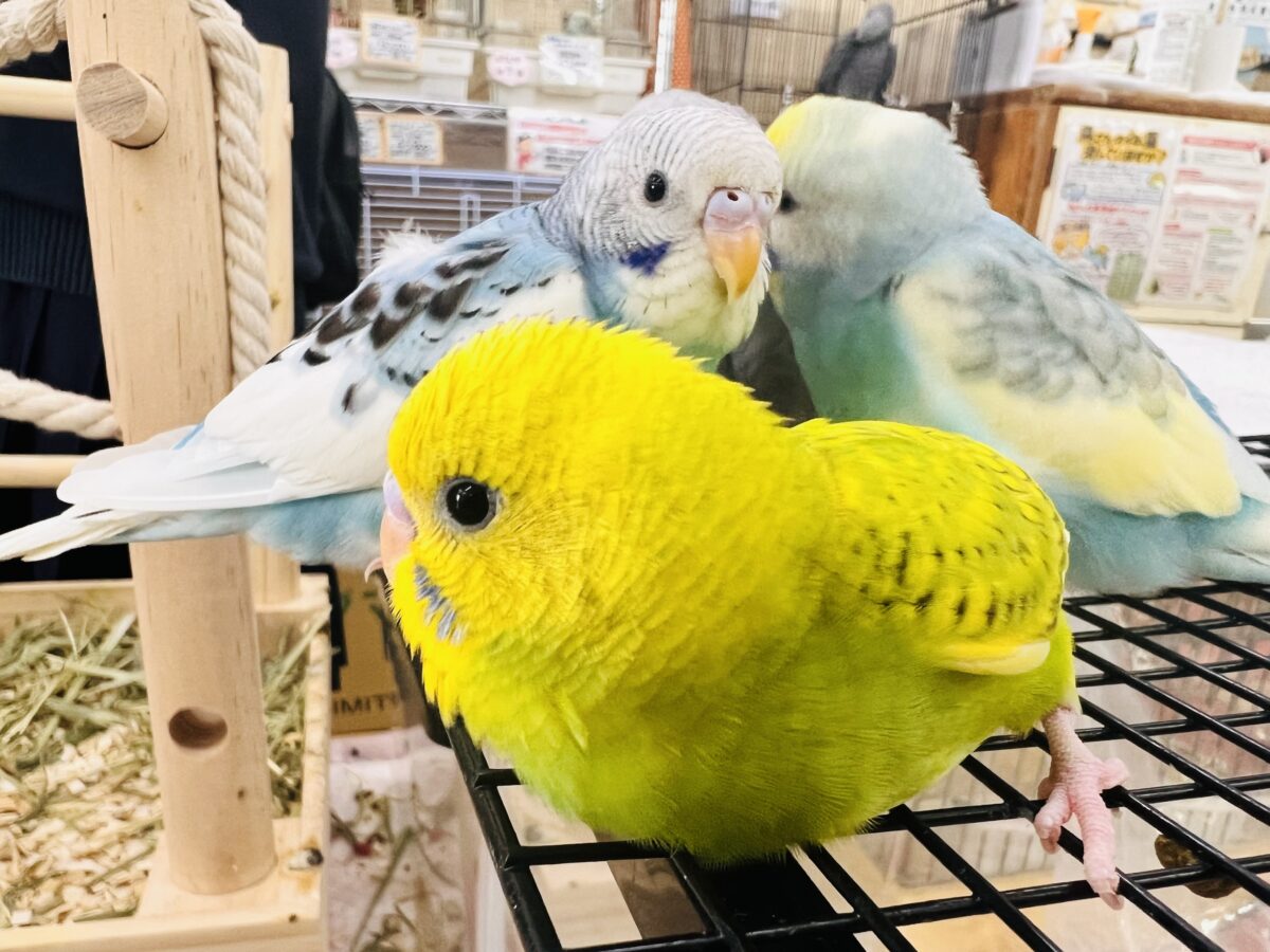 セキセイインコ