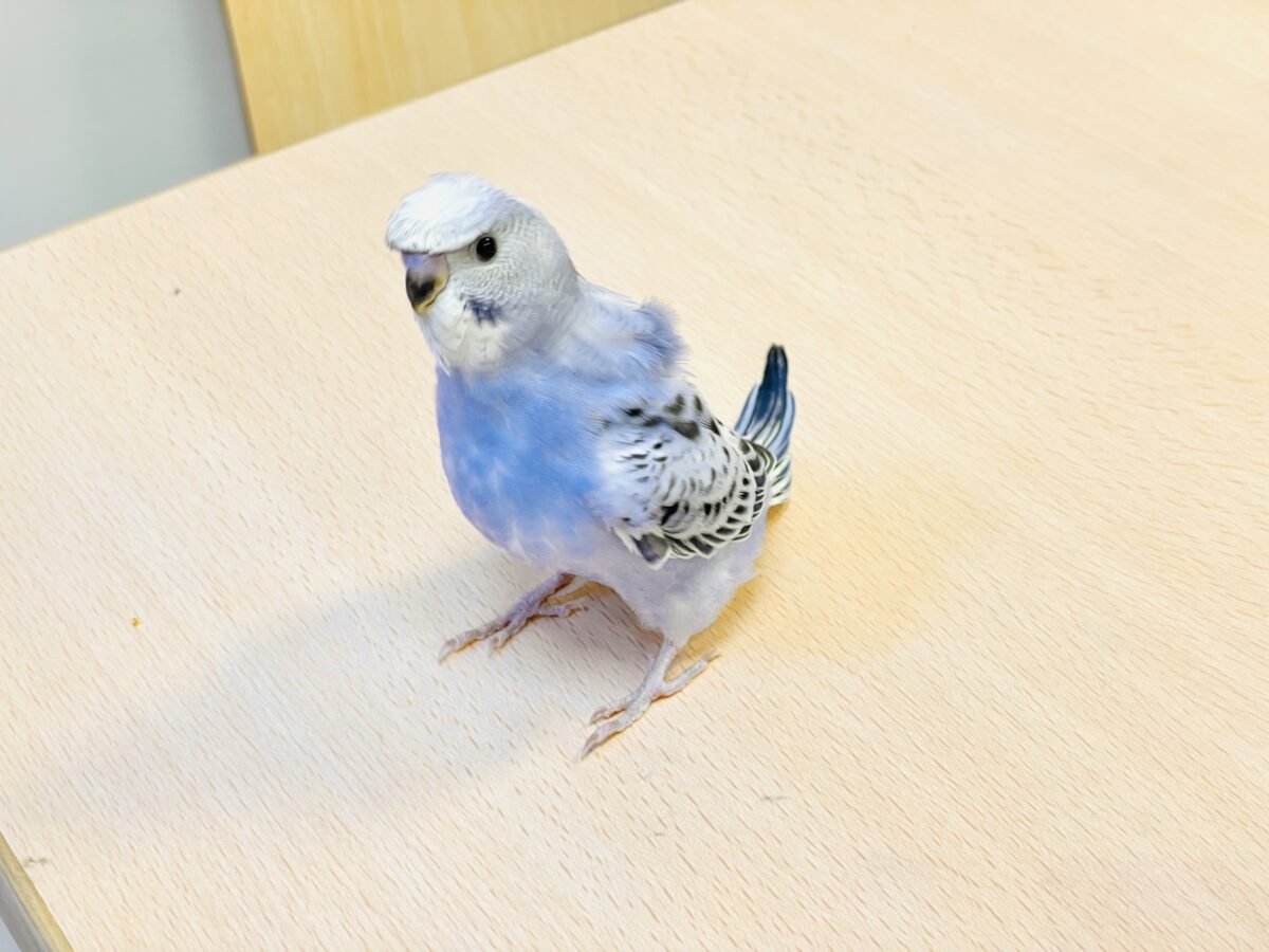 梵天セキセイインコ