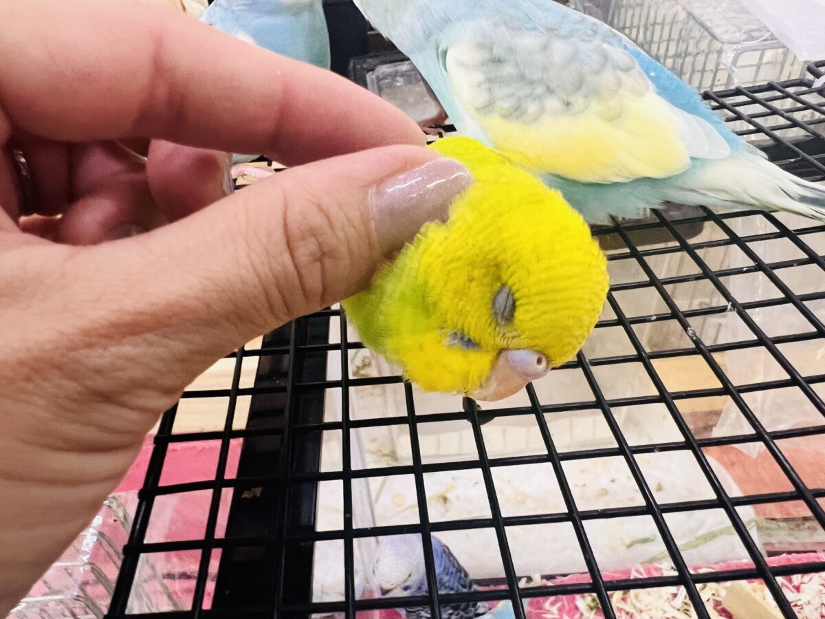 慣れ慣れ〜カキカキ独り占め♡セキセイインコのグリーンスパングル☆ セキセイインコ
