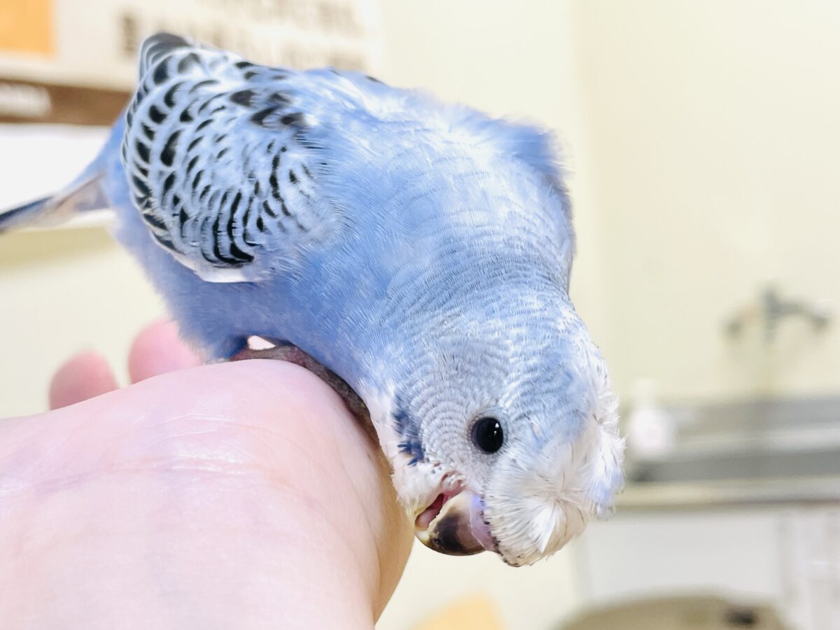 梵天セキセイインコ