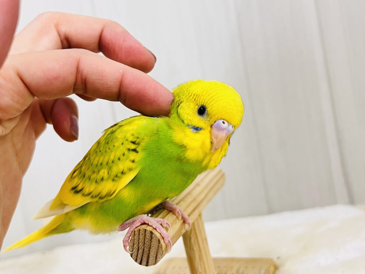 セキセイインコ