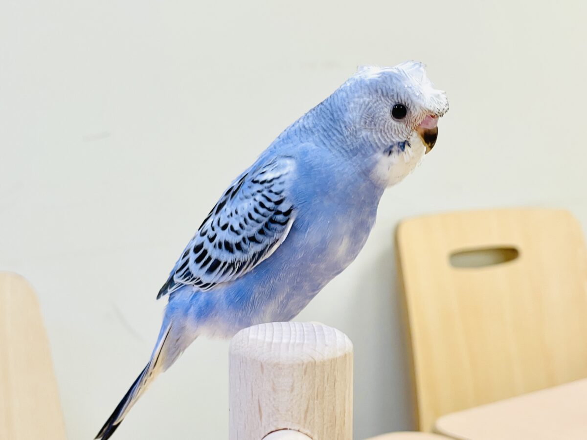 梵天セキセイインコ