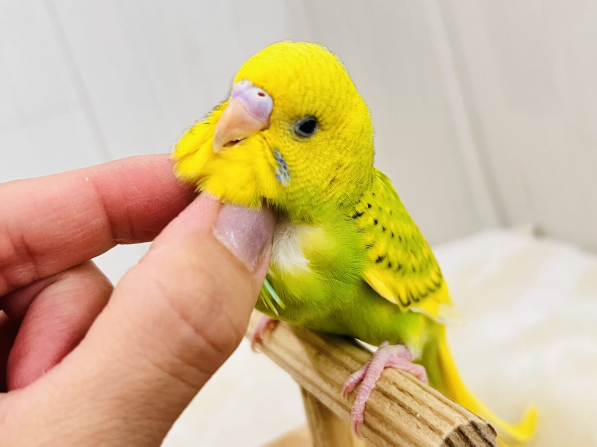 慣れ慣れ〜カキカキ独り占め♡セキセイインコのグリーンスパングル☆ 慣れ慣れ〜カキカキ独り占め♡セキセイインコのグリーンスパングル☆