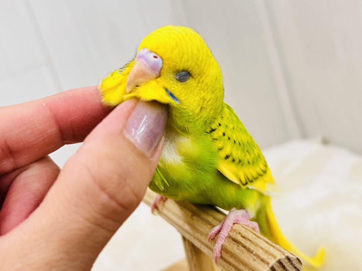 慣れ慣れ〜カキカキ独り占め♡セキセイインコのグリーンスパングル☆ セキセイインコ
