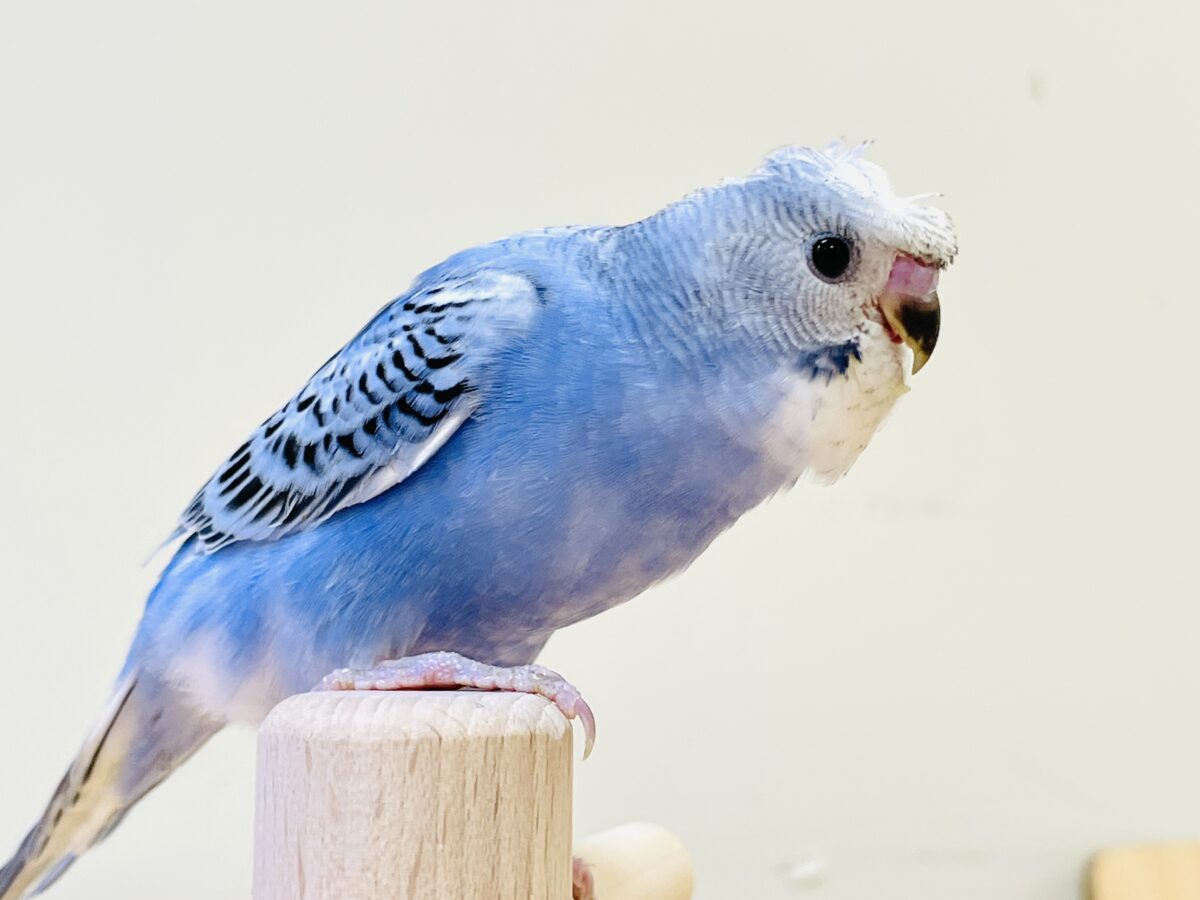 梵天セキセイインコ