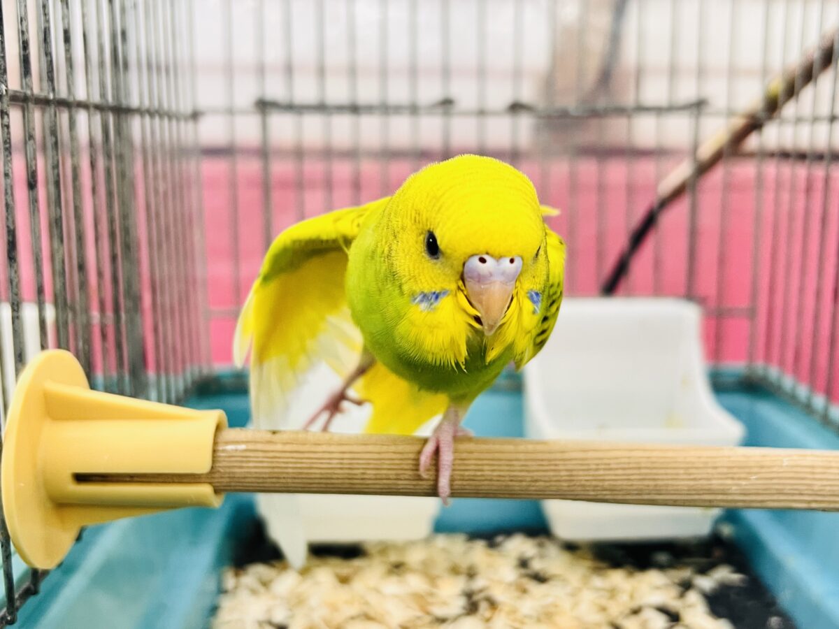 セキセイインコ