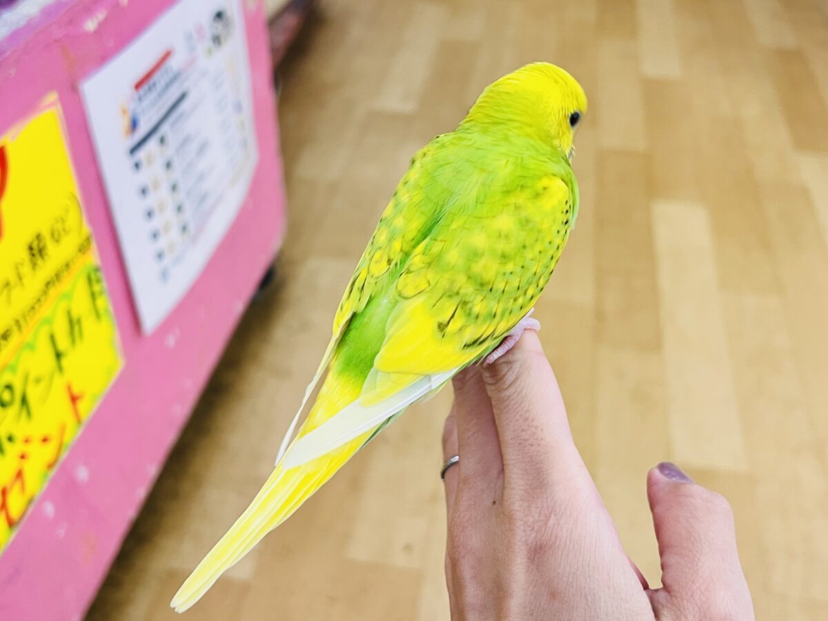 慣れ慣れ〜カキカキ独り占め♡セキセイインコのグリーンスパングル☆ セキセイインコ
