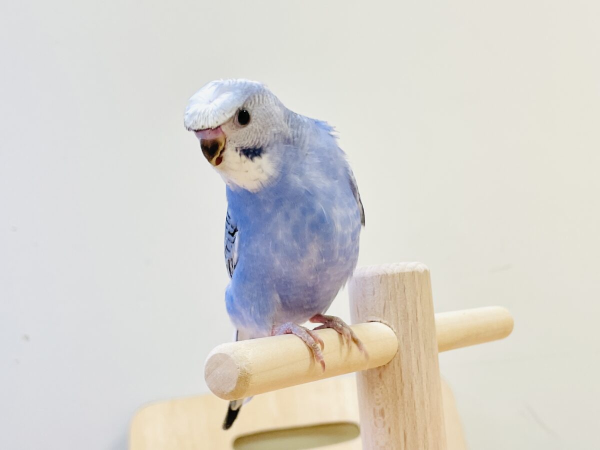 梵天セキセイインコ