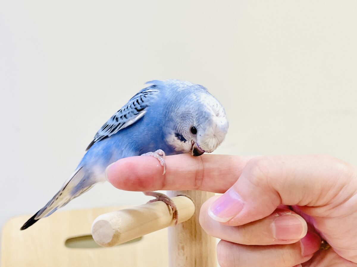 梵天セキセイインコ