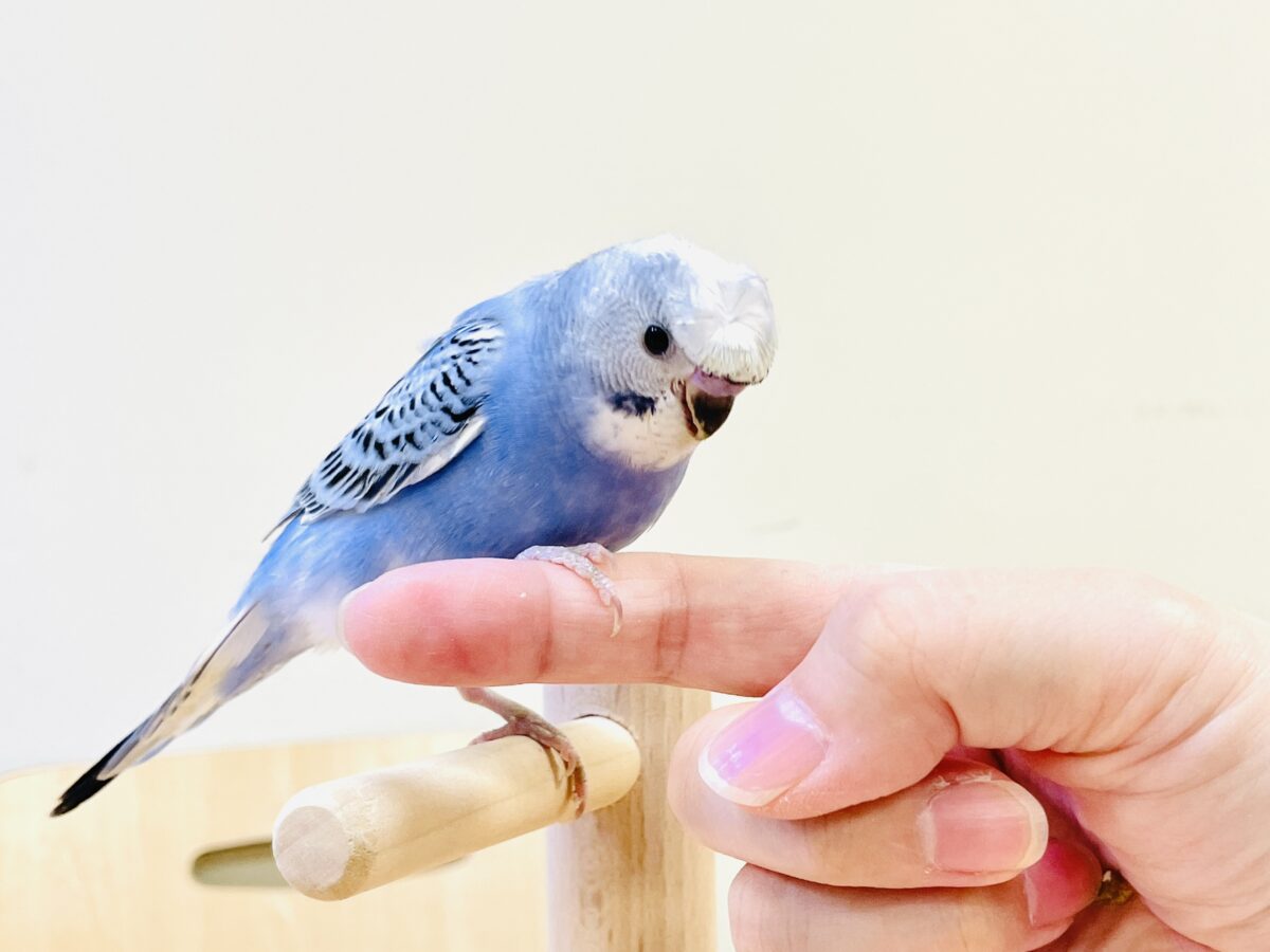 梵天セキセイインコ