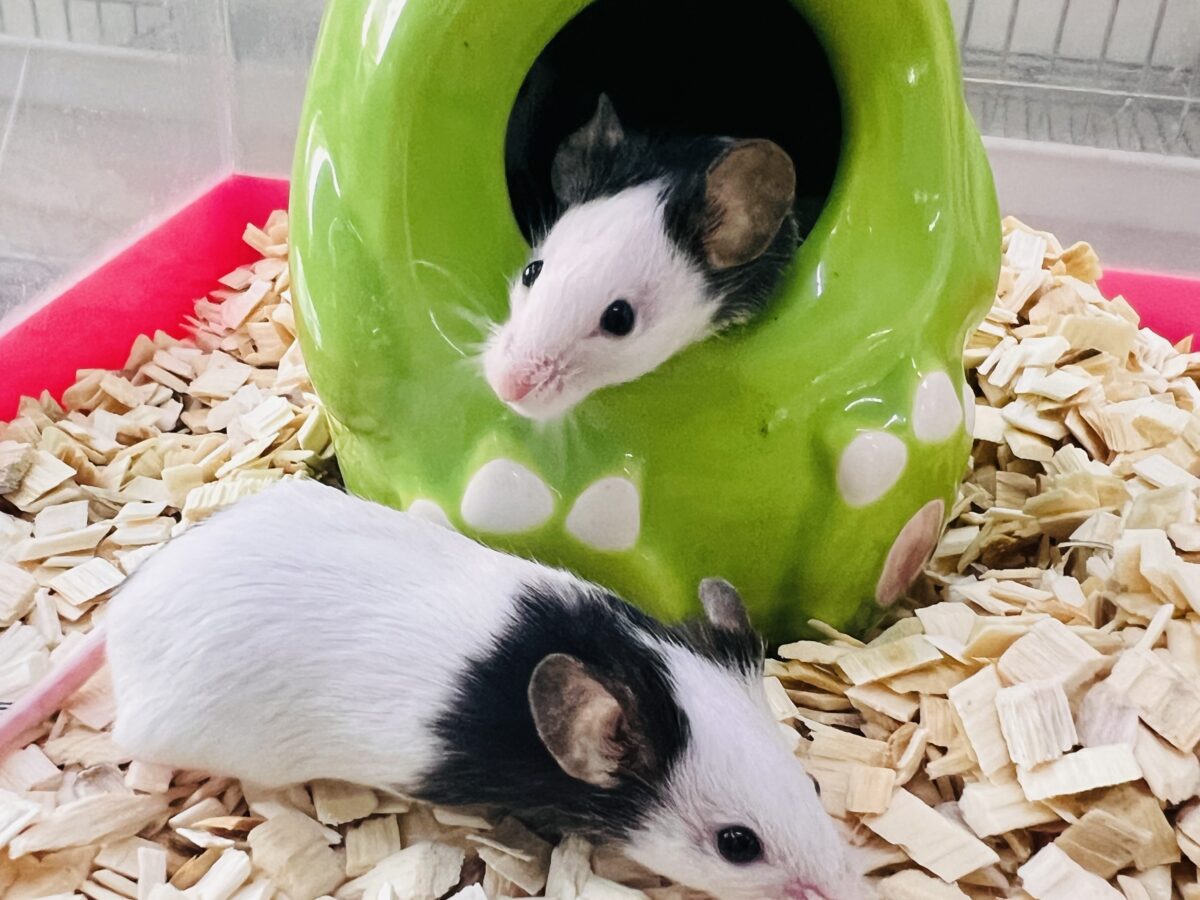 説明画像です