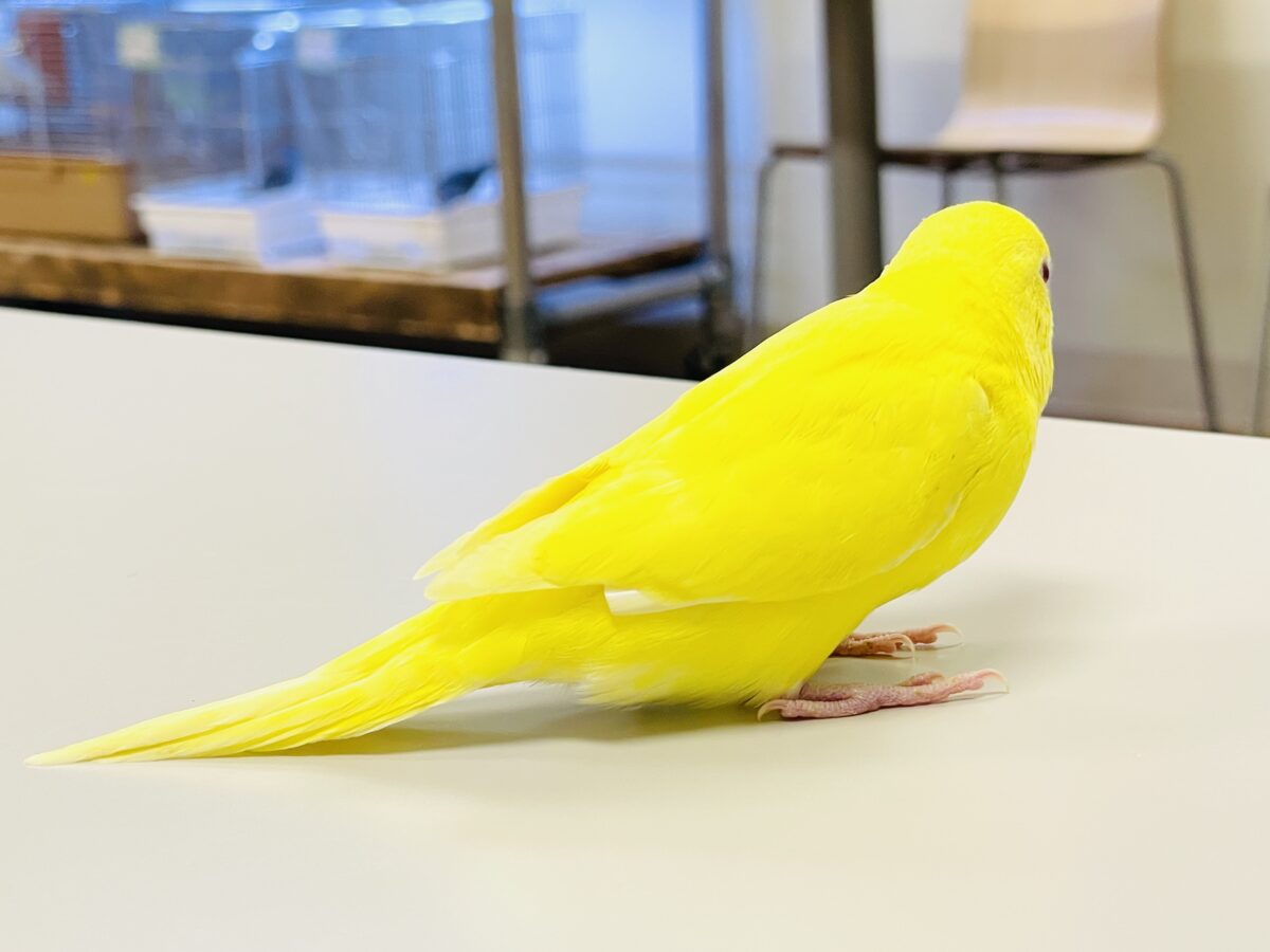 セキセイインコ