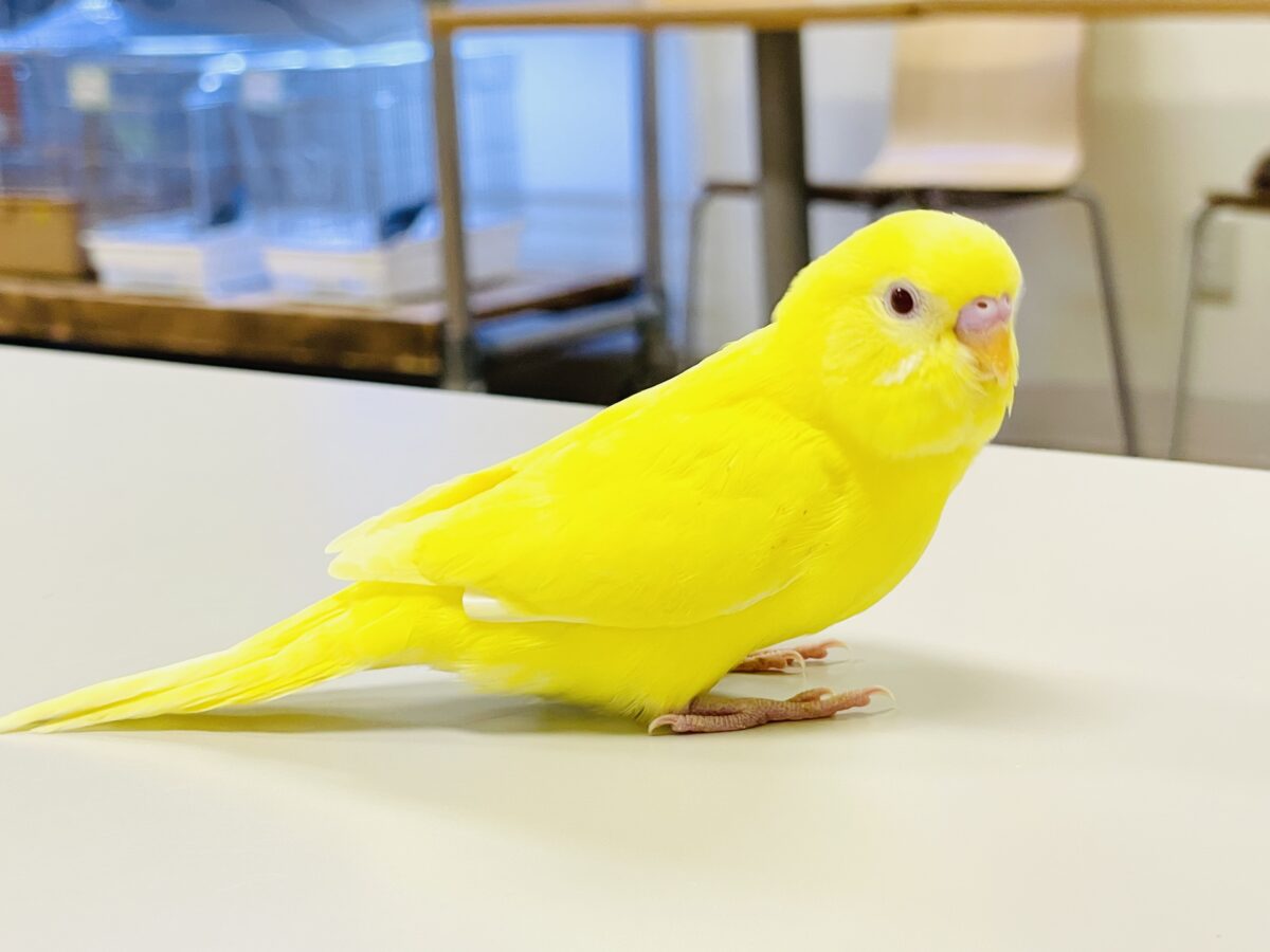 セキセイインコ