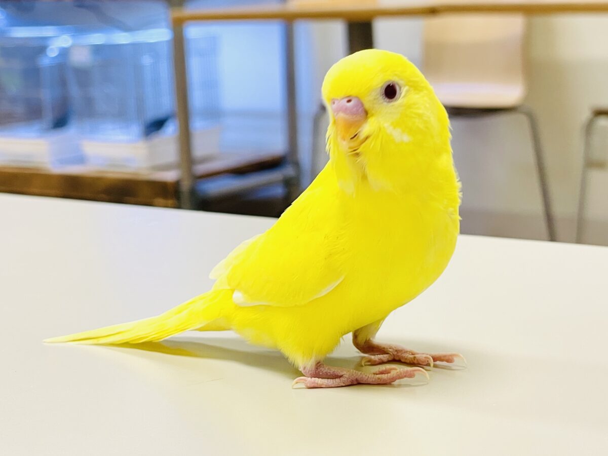 【最新画像】まっきっきーのヒヨコちゃん🐣💛セキセイインコ(ルチノー) ヒナ