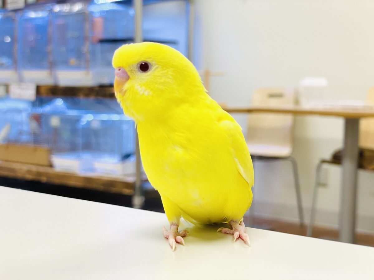 セキセイインコ
