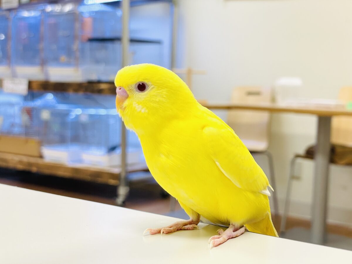 セキセイインコ