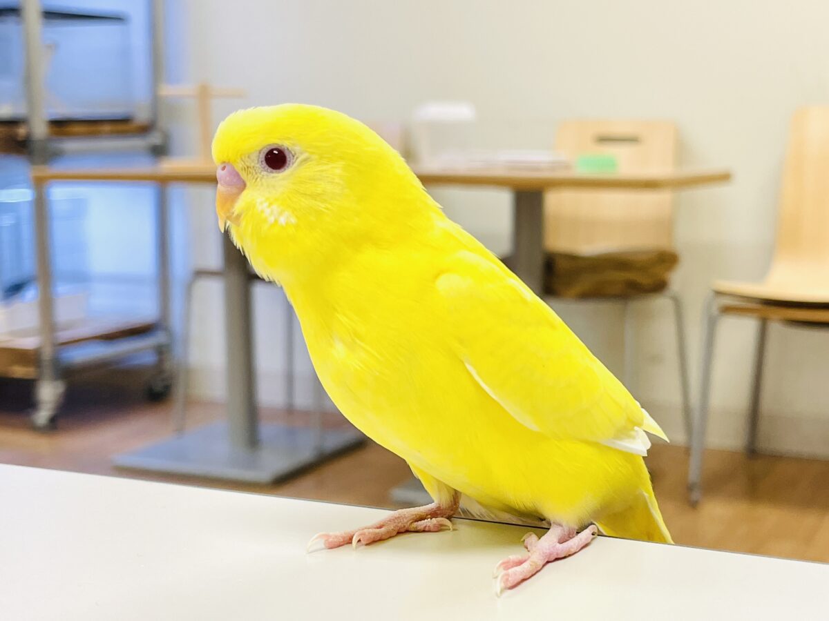 セキセイインコ
