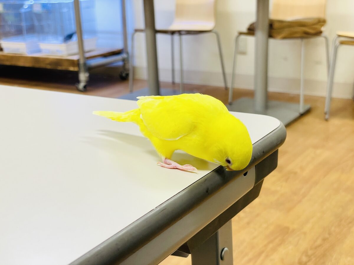 セキセイインコ