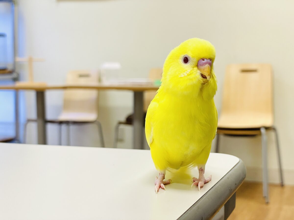 セキセイインコ