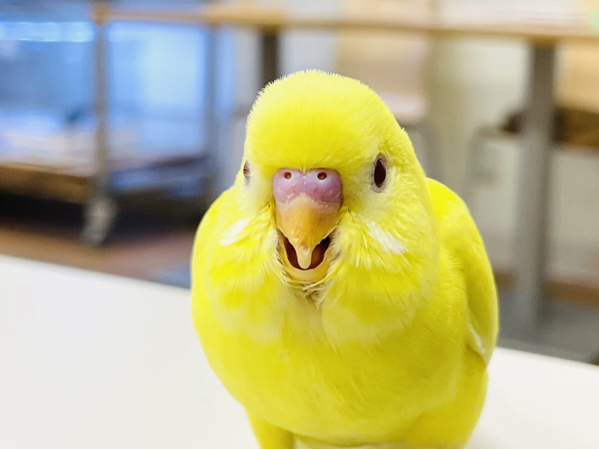 セキセイインコ