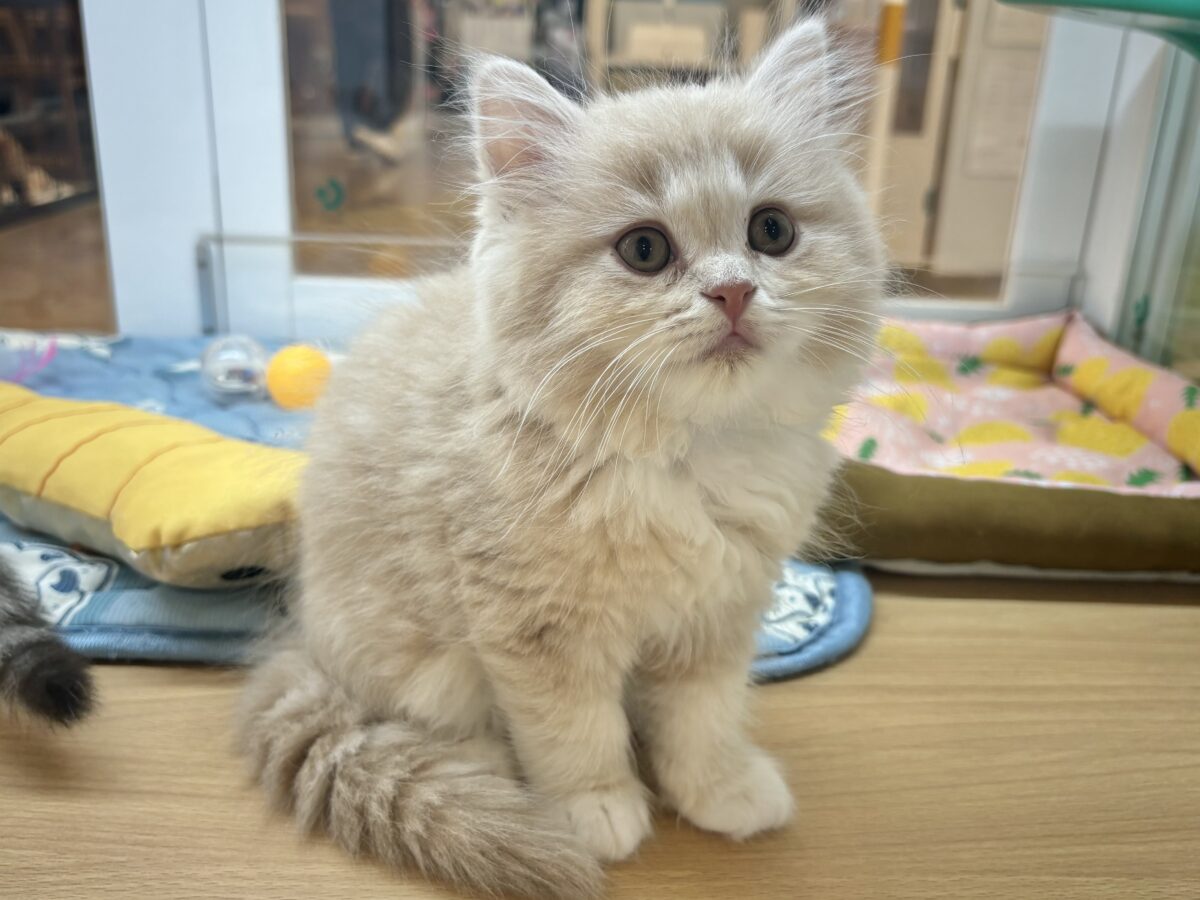 ラガマフィン