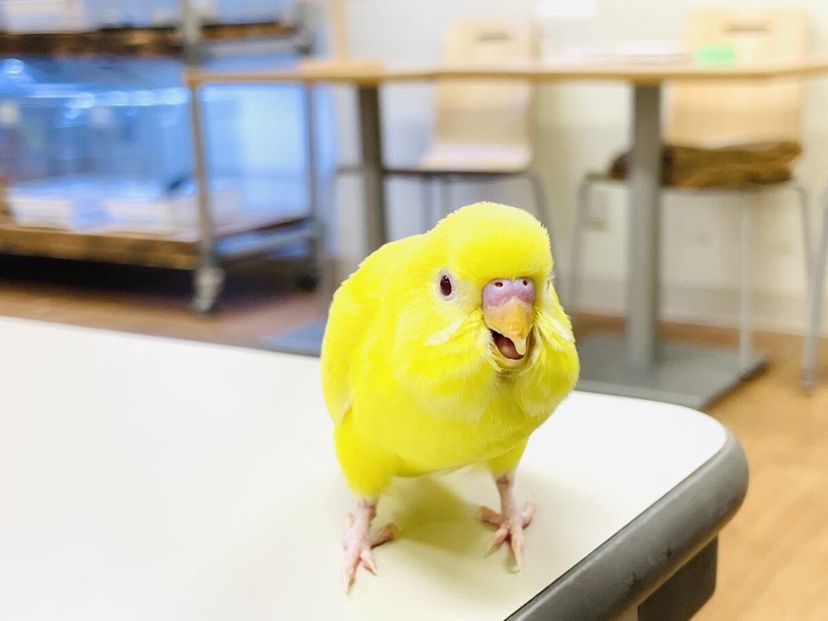 セキセイインコ