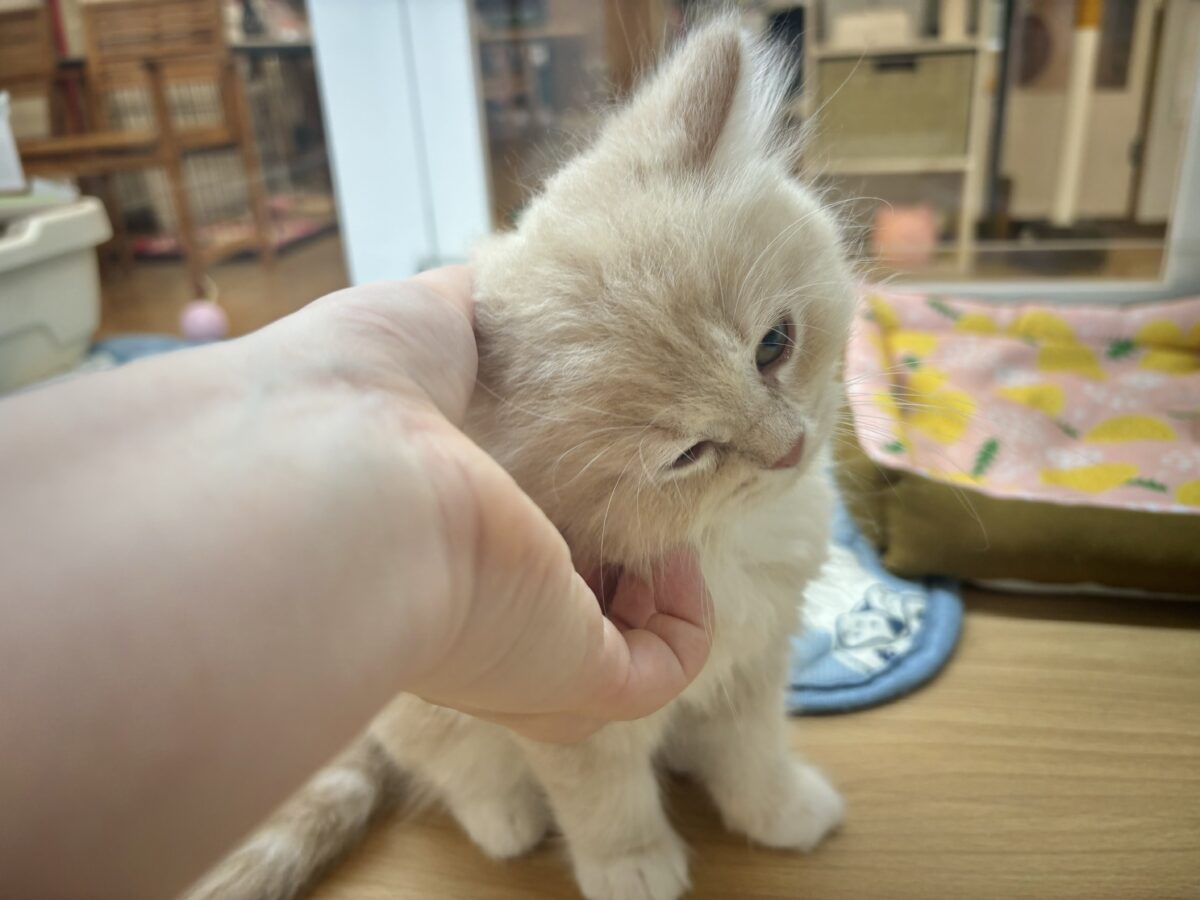 ラガマフィン