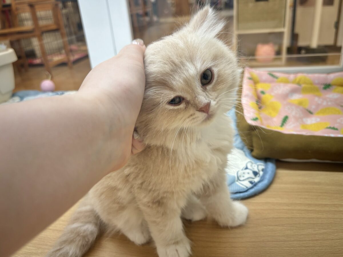 ラガマフィン
