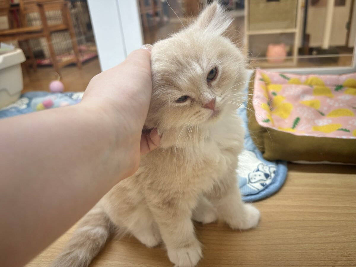 ラガマフィン