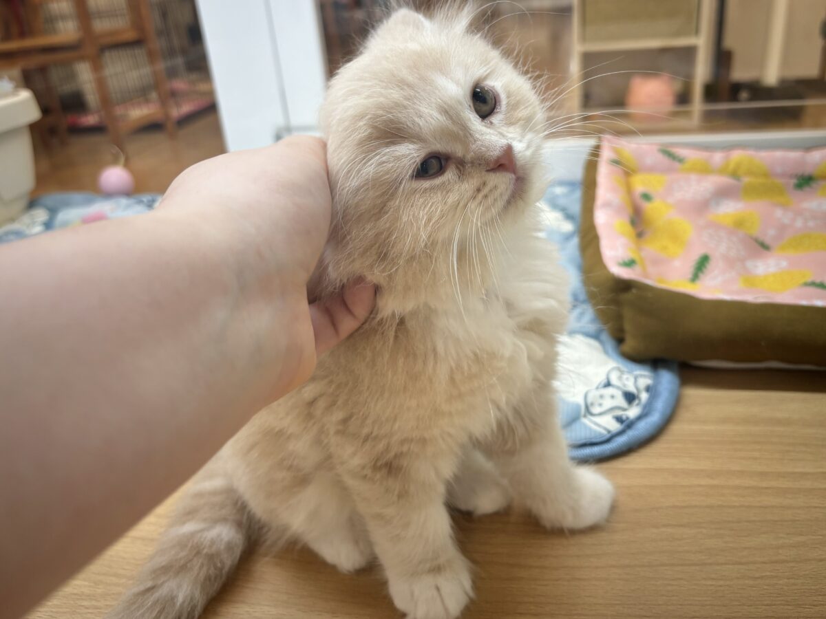 ラガマフィン