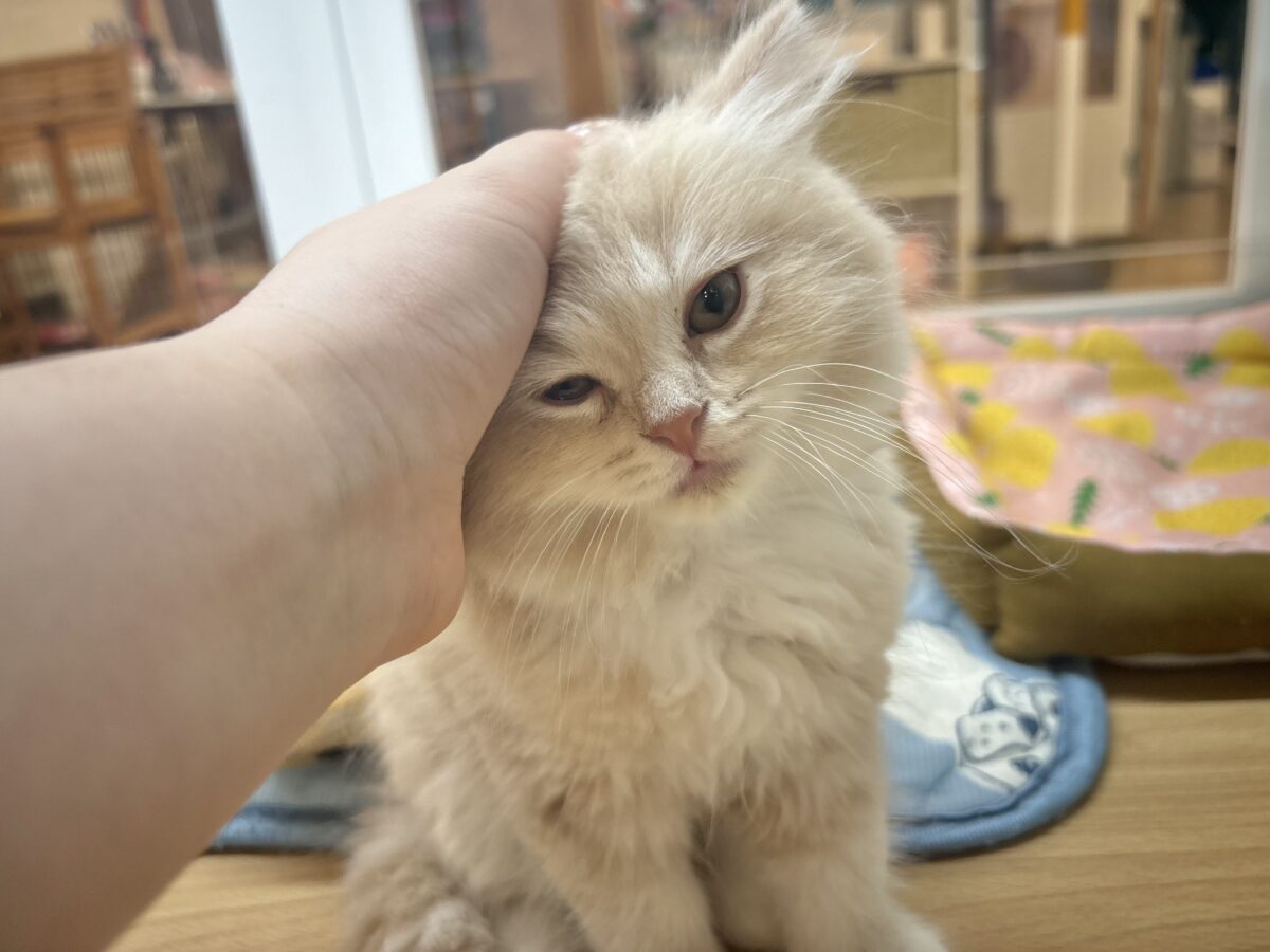 ラガマフィン