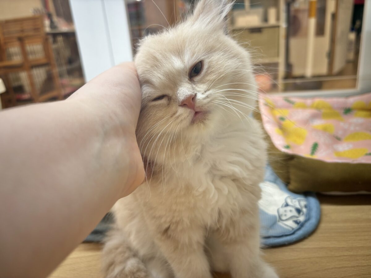 ラガマフィン