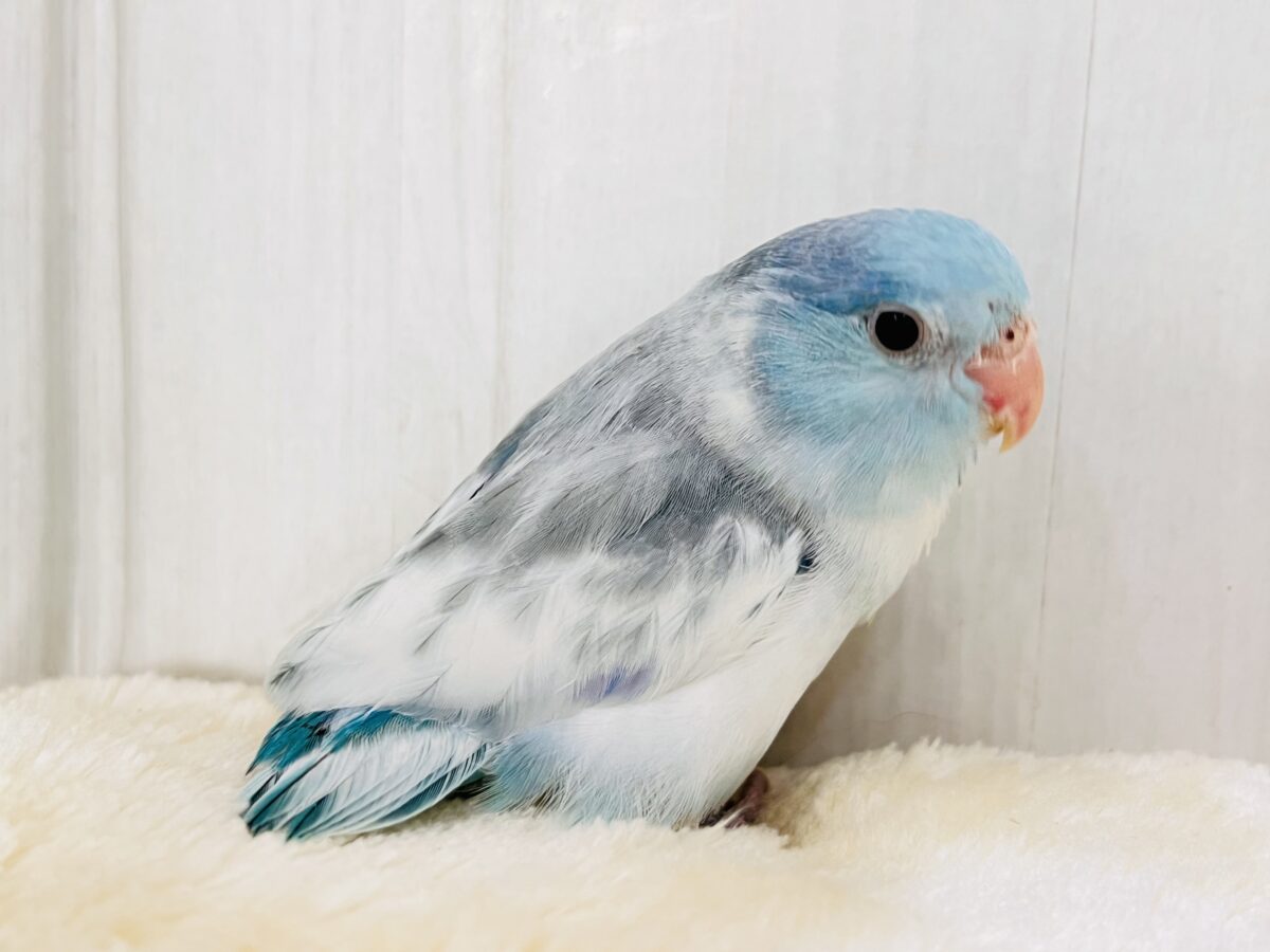 マメルリハ