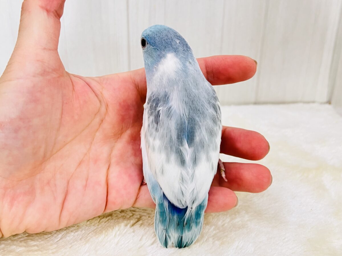 マメルリハ