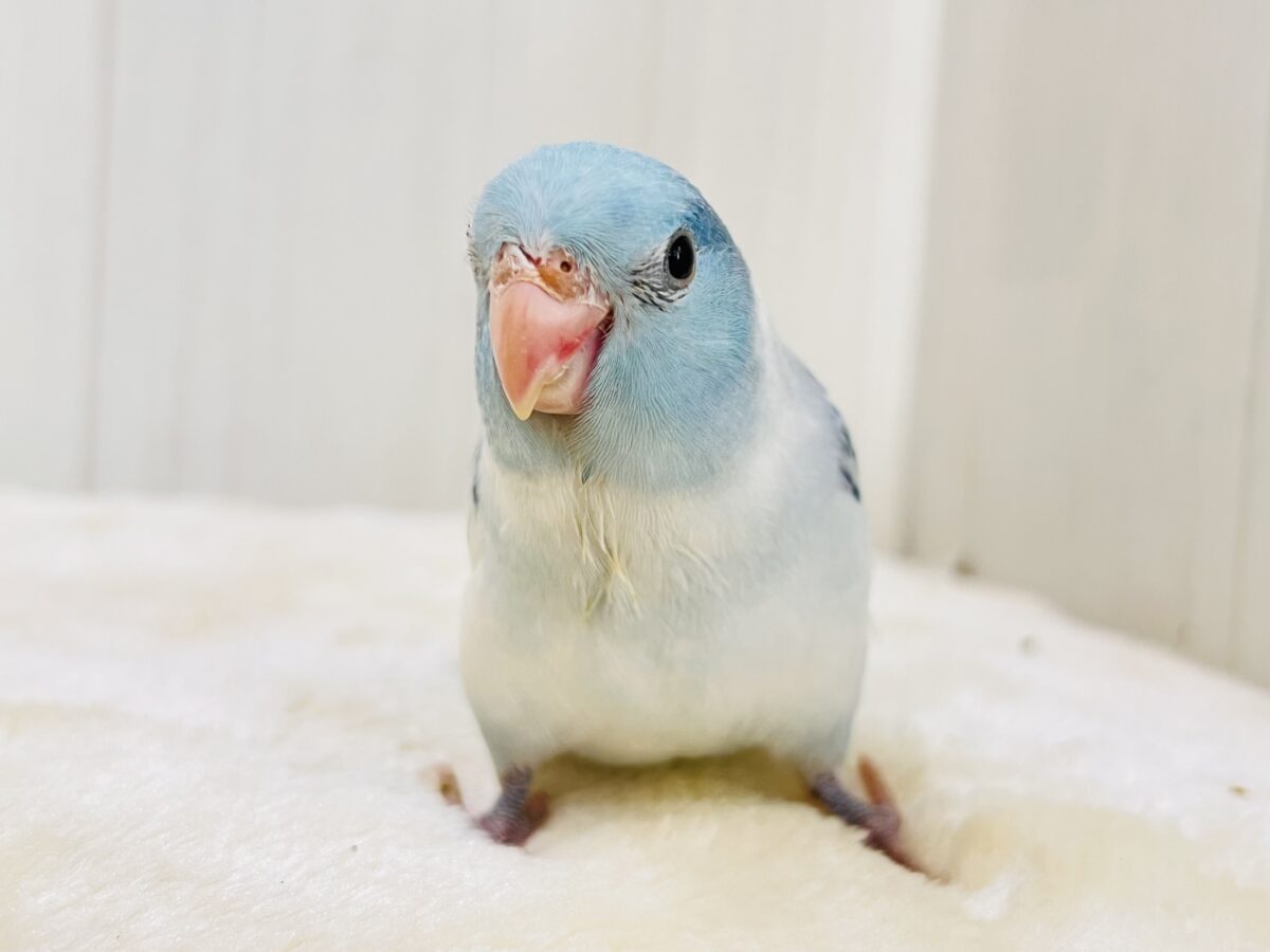 マメルリハ