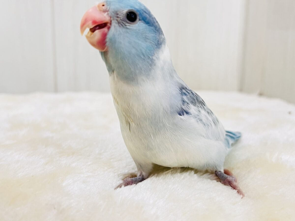 マメルリハ