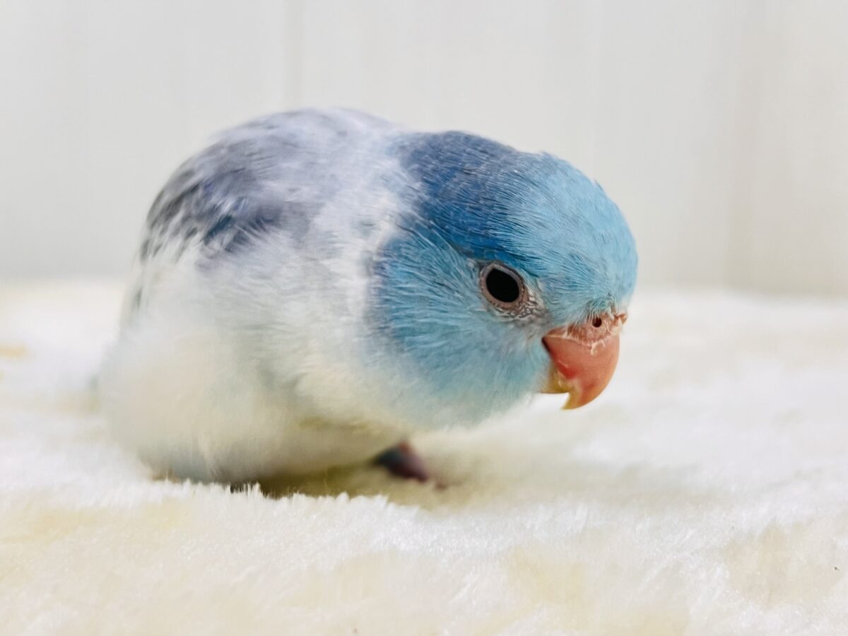 マメルリハ
