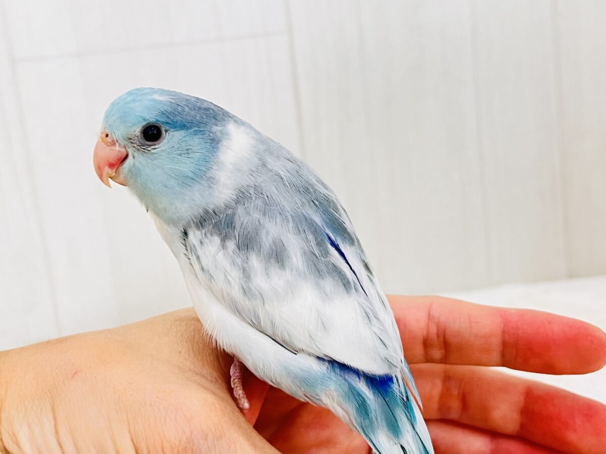 マメルリハ