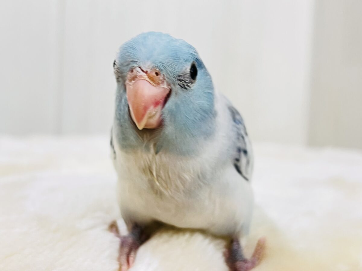 マメルリハ