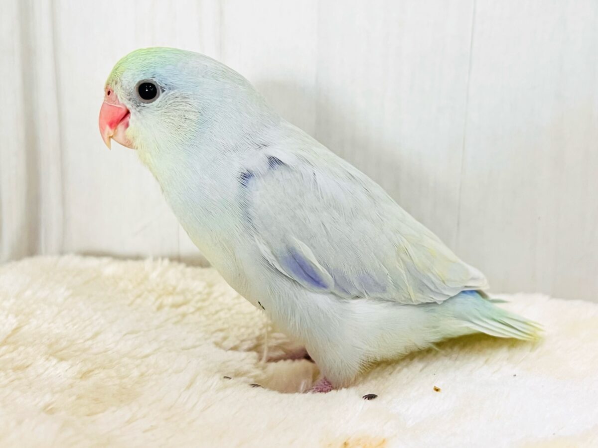 マメルリハ
