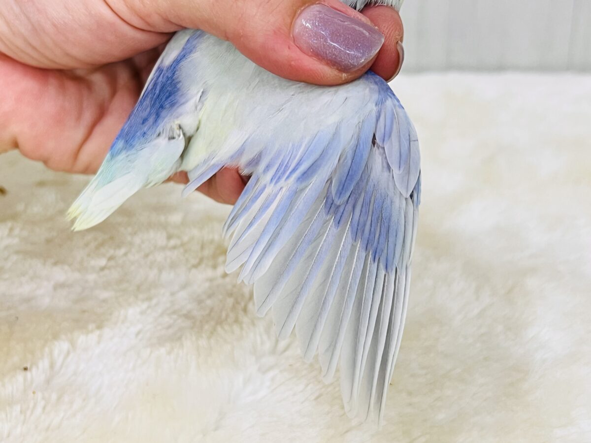 マメルリハ