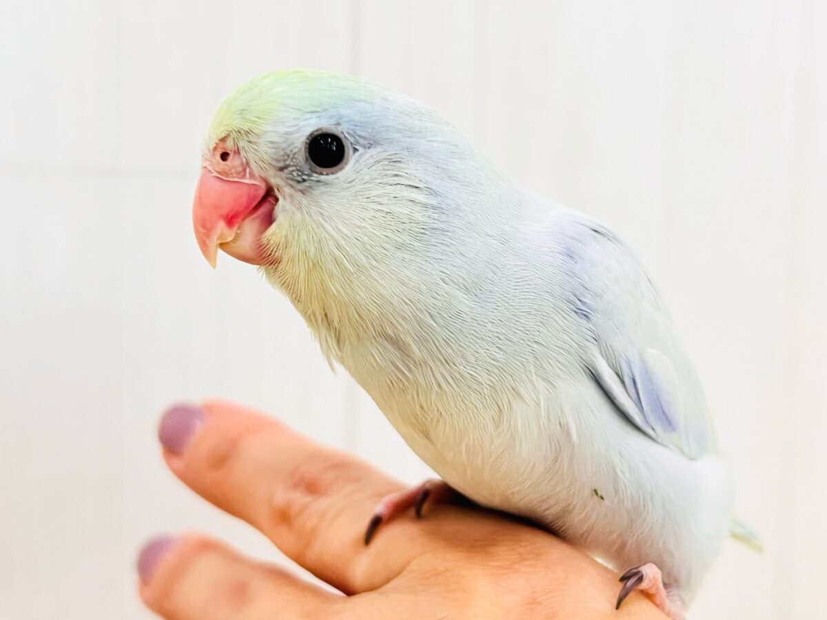 マメルリハ