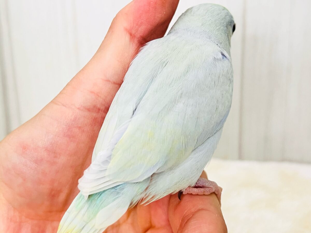 マメルリハ